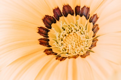 米黄色和棕色花瓣的花特写摄影